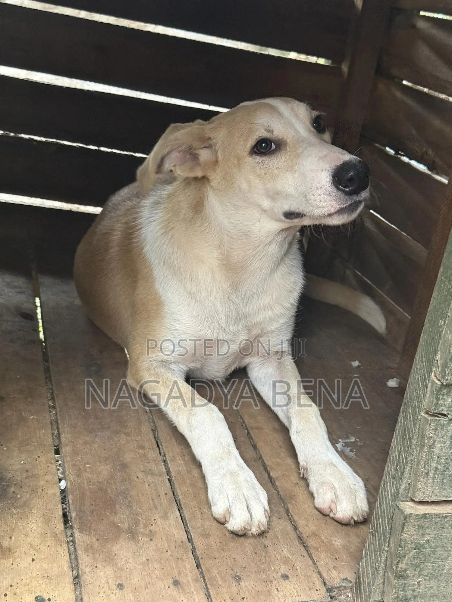 3-6 months Male Mixed Breed Dog