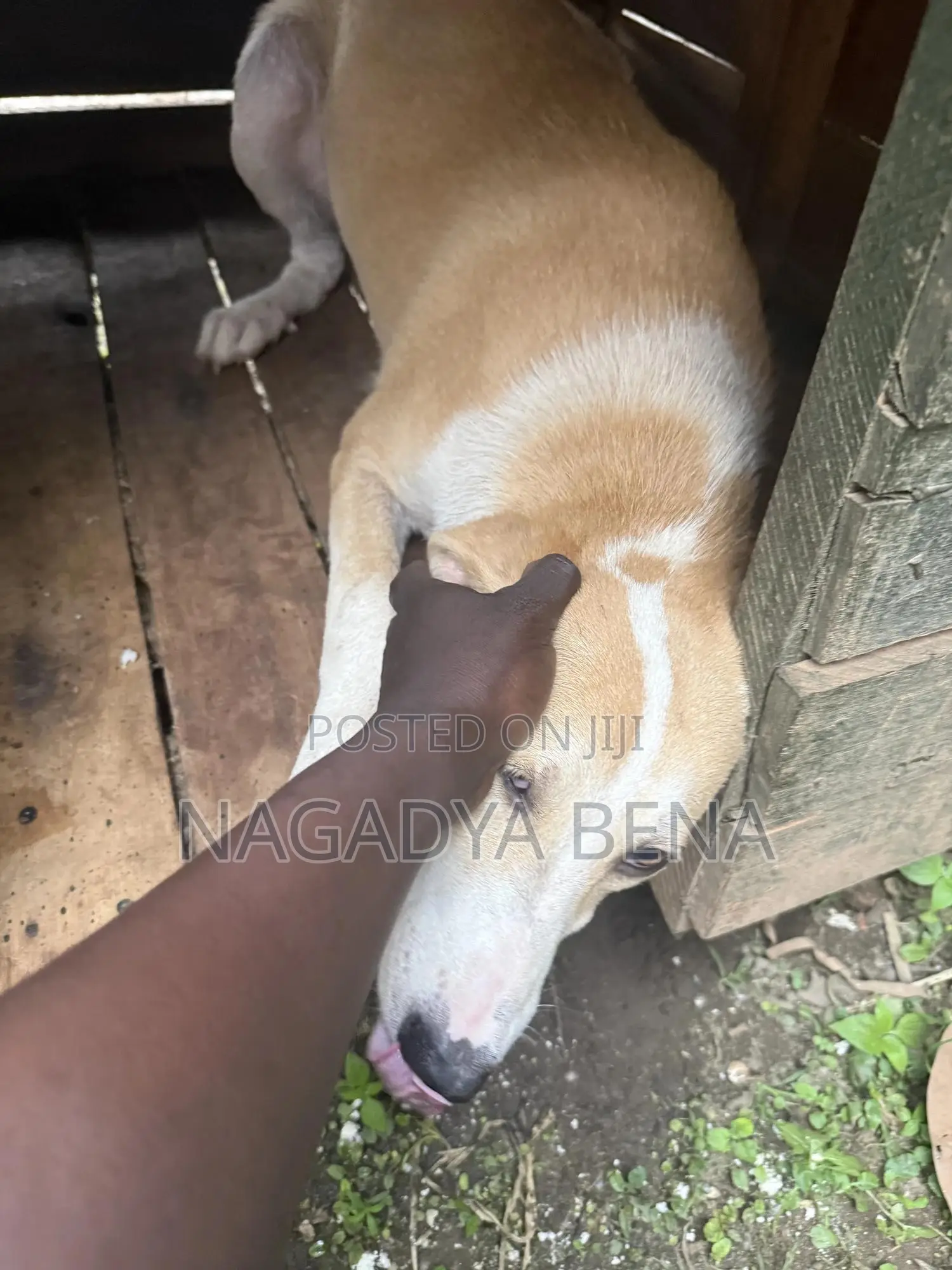 3-6 months Male Mixed Breed Dog