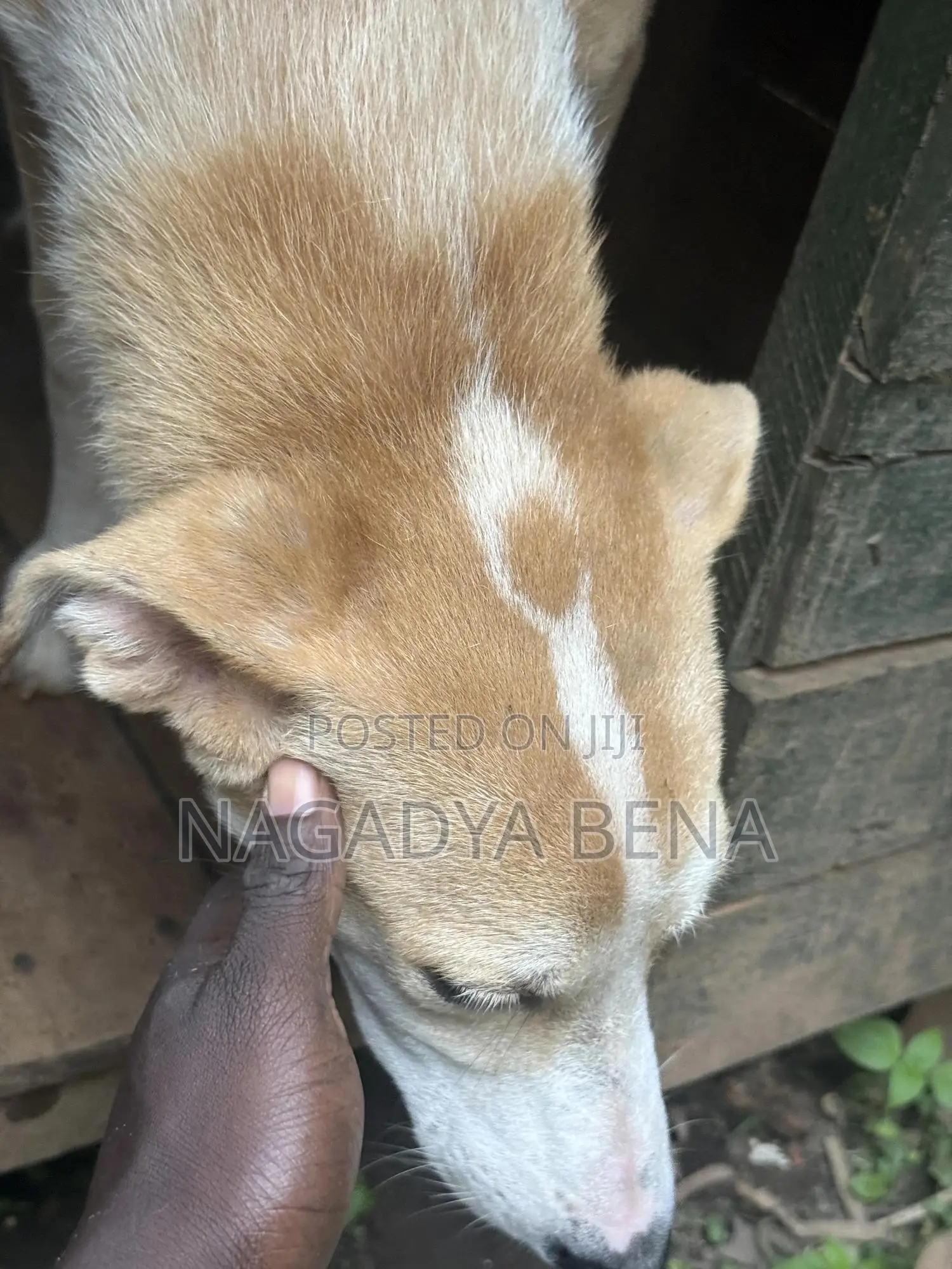3-6 months Male Mixed Breed Dog