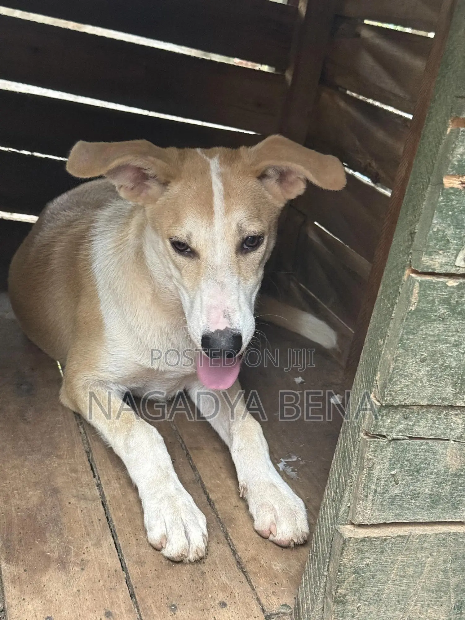 3-6 months Male Mixed Breed Dog