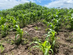 100 Acre Land for Sale in Nakasongola