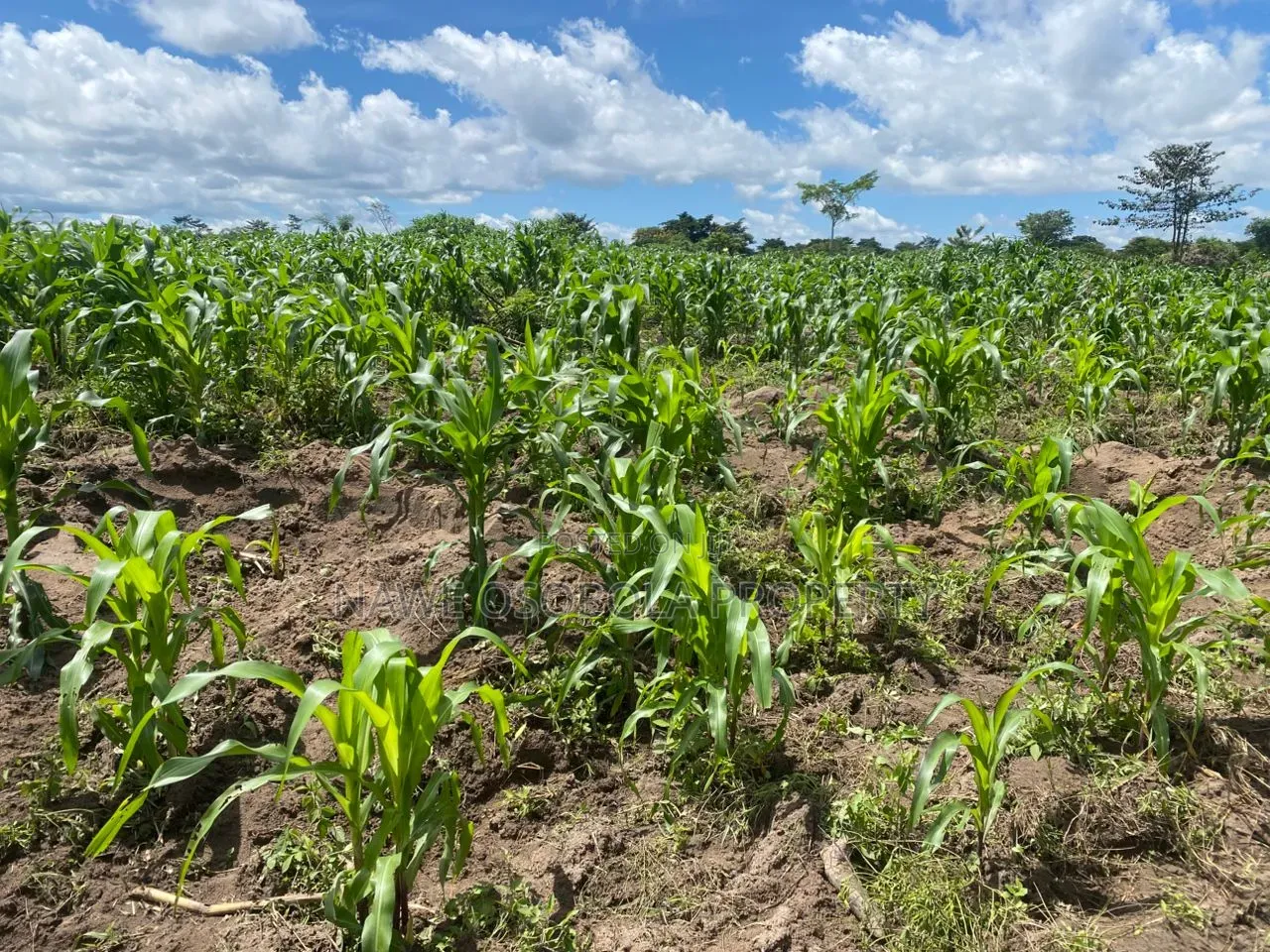 100 Acre Land for Sale in Nakasongola