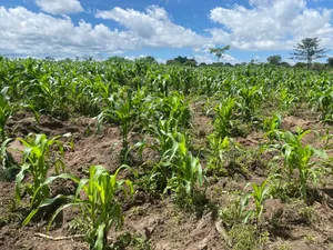 100 Acre Land for Sale in Nakasongola