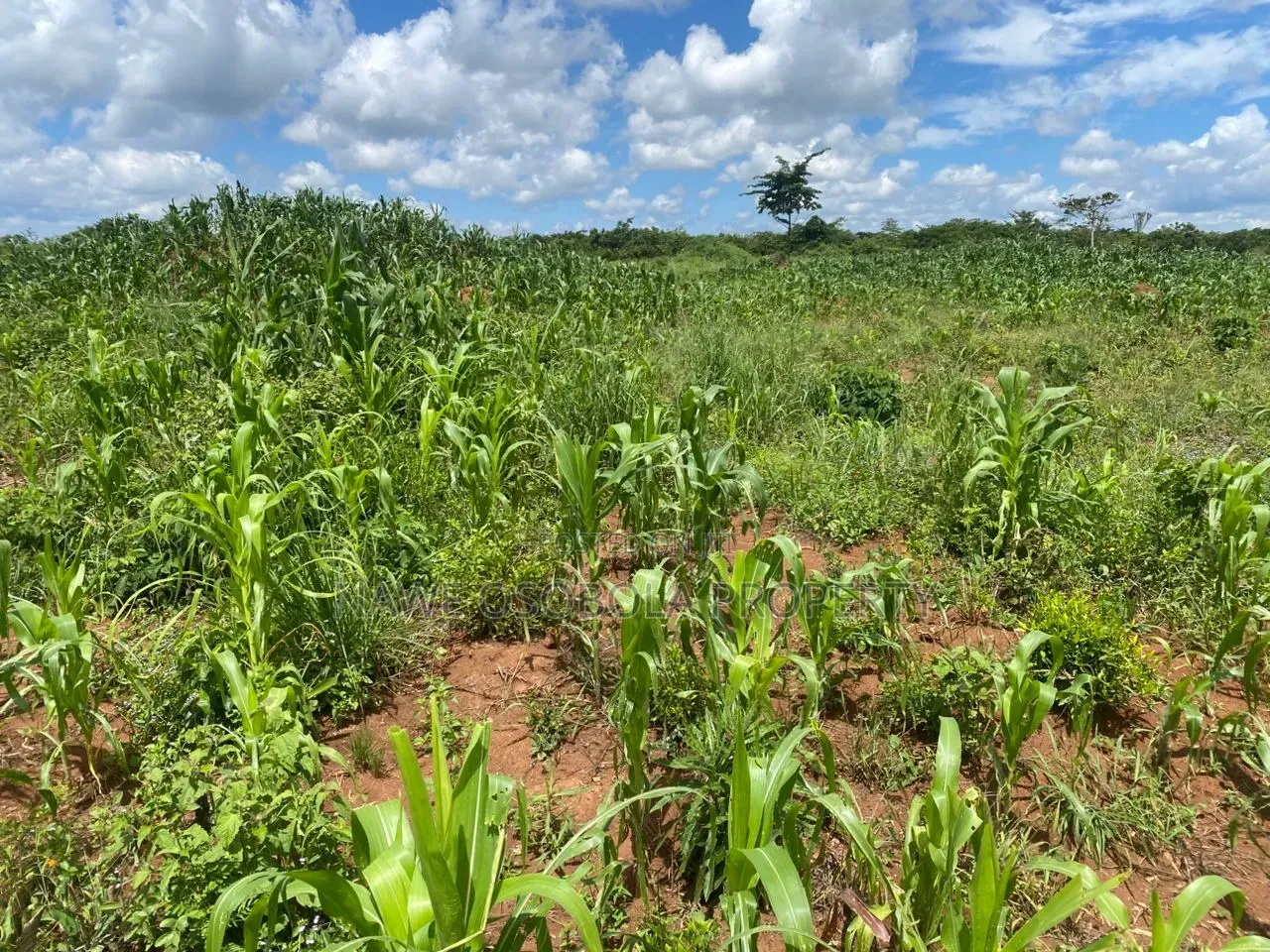 100 Acre Land for Sale in Nakasongola