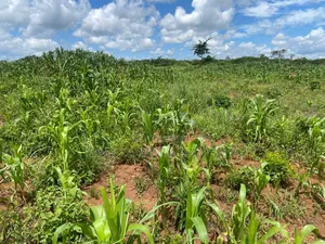 100 Acre Land for Sale in Nakasongola