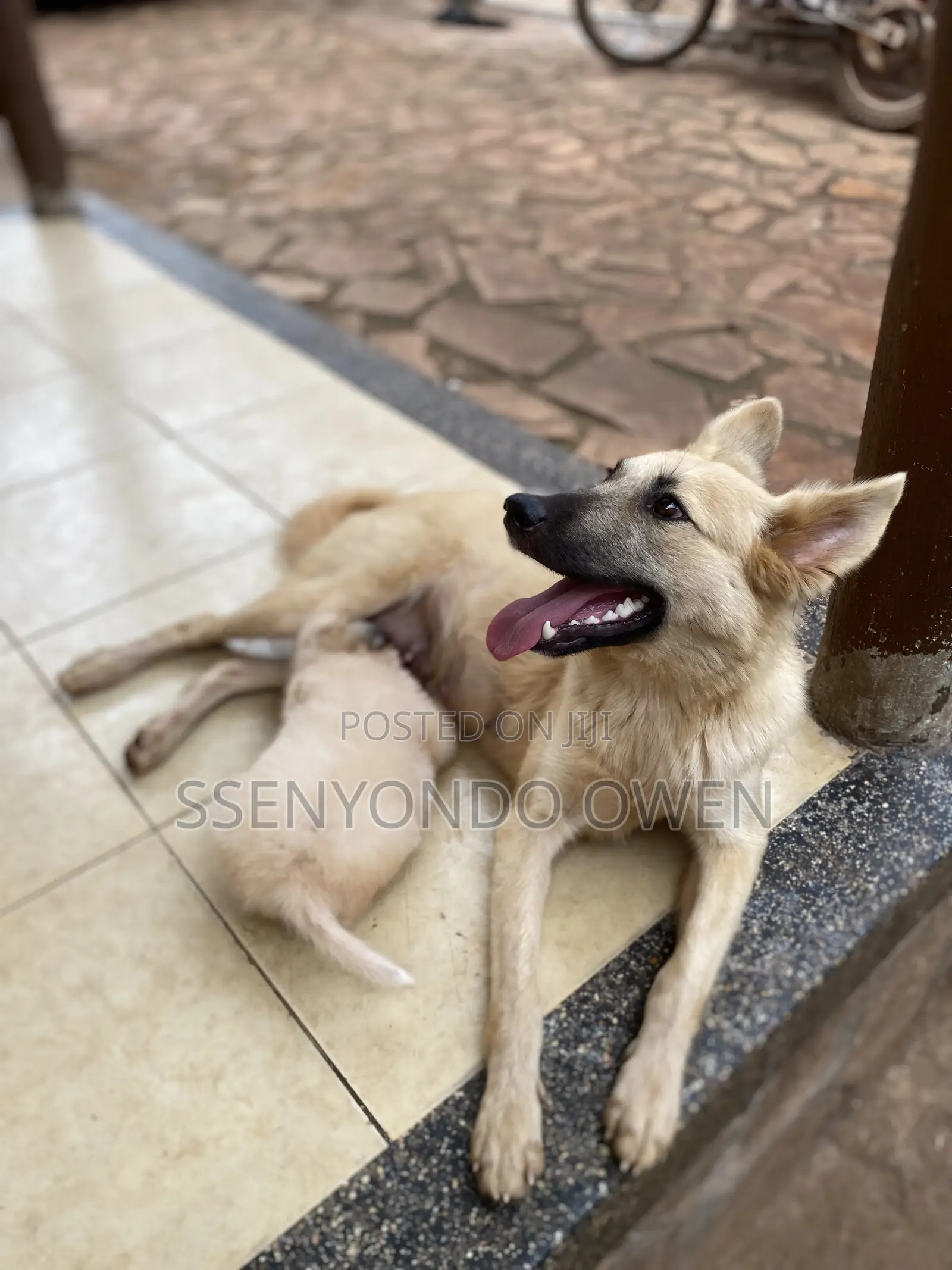 6-12 months Female Mixed Breed German Shepherd