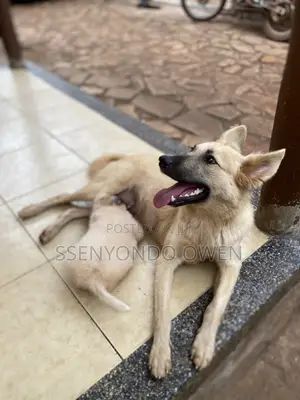 6-12 months Female Mixed Breed German Shepherd