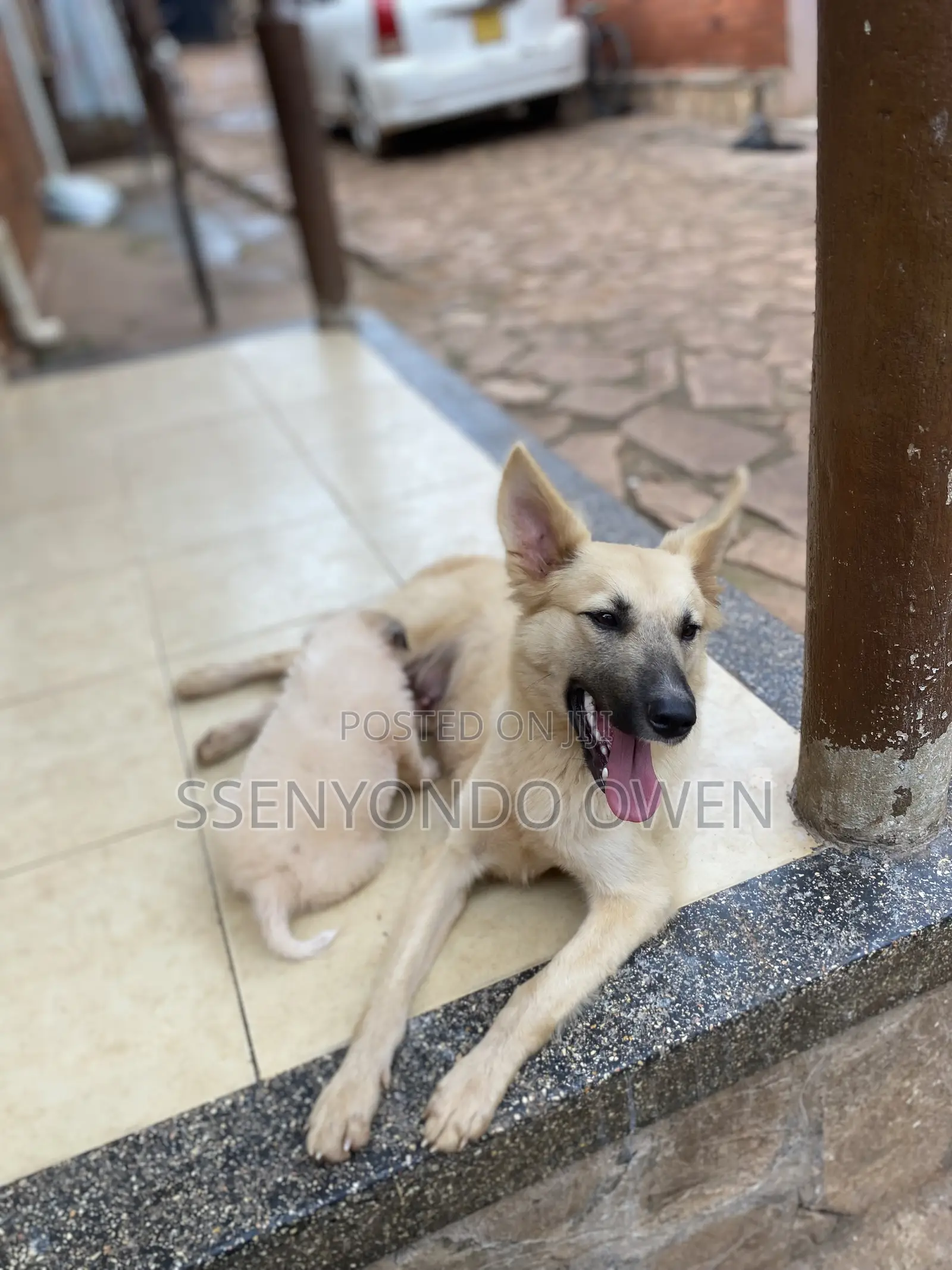 6-12 months Female Mixed Breed German Shepherd