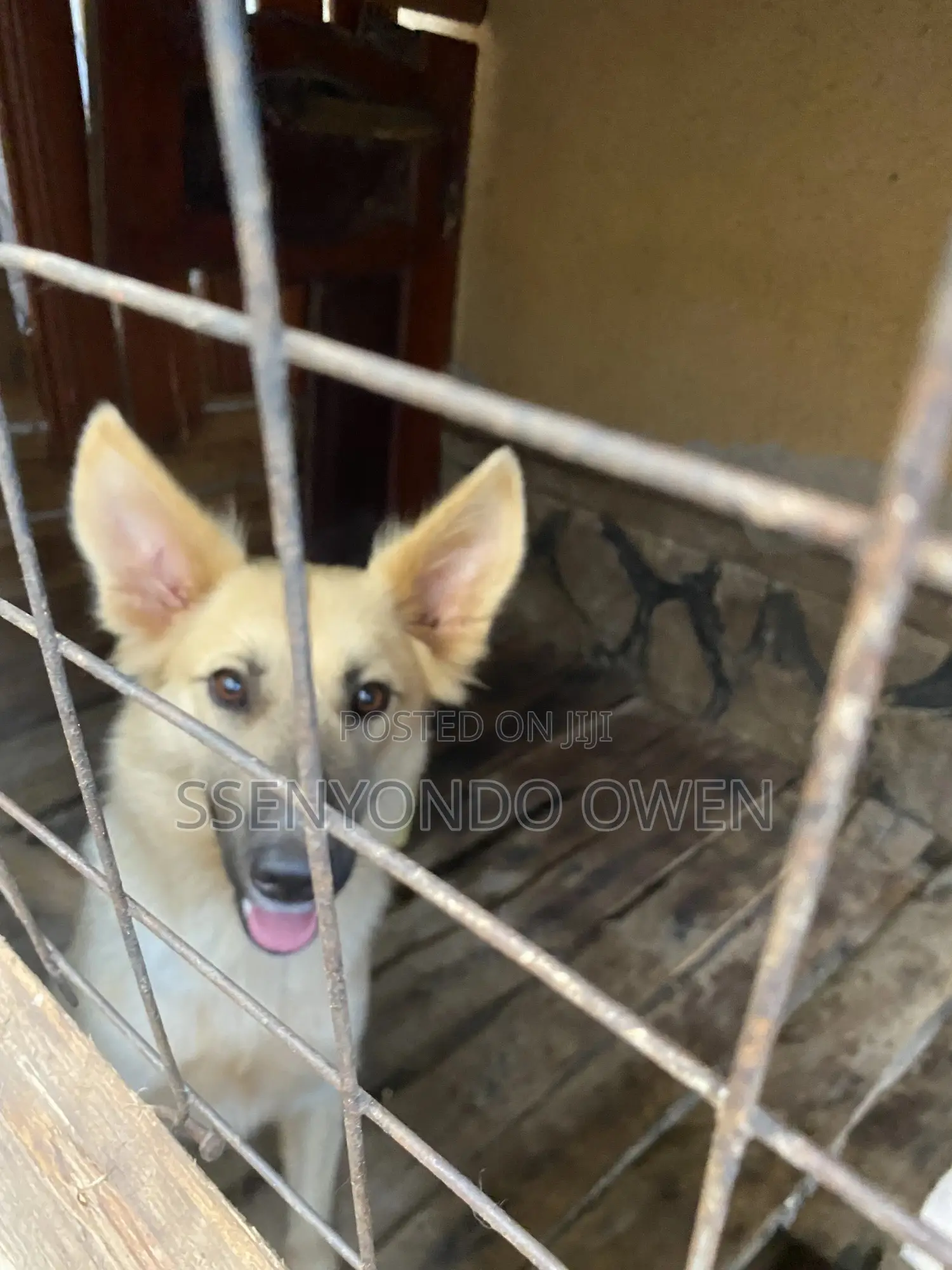 6-12 months Female Mixed Breed German Shepherd