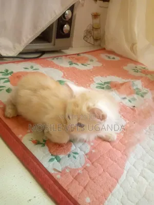 0-1 month Male Purebred American Curl