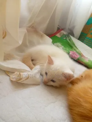 1-3 months Male Purebred Ocicat