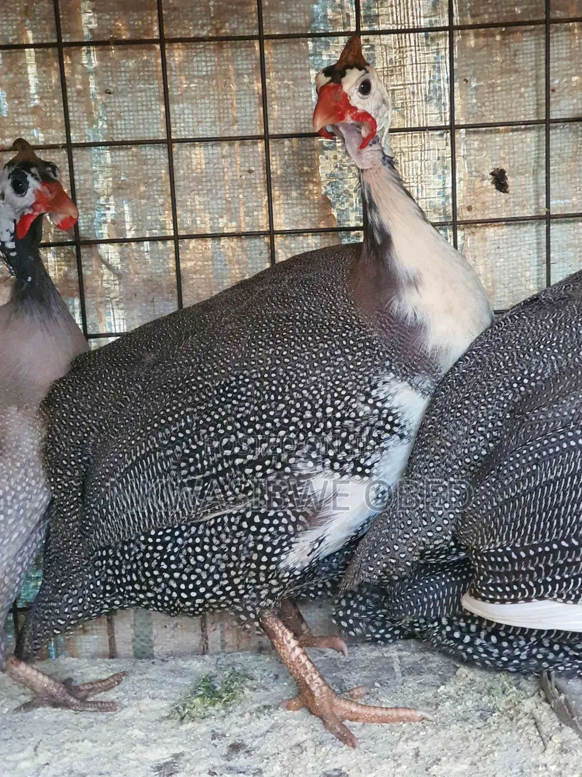 Dotted Guinea Fowl