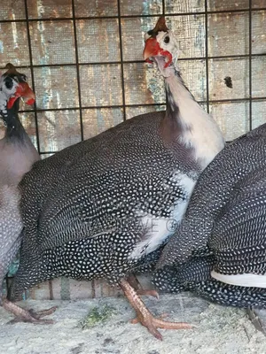 Dotted Guinea Fowl