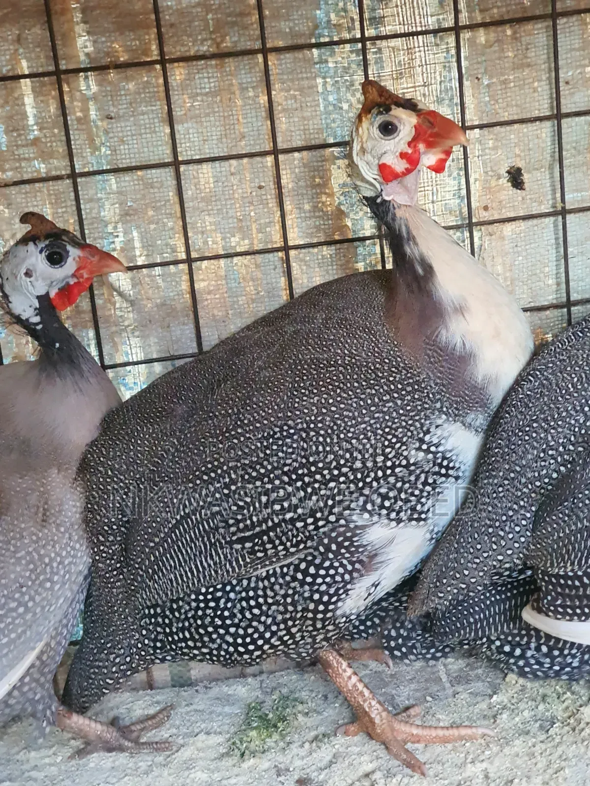 Dotted Guinea Fowl