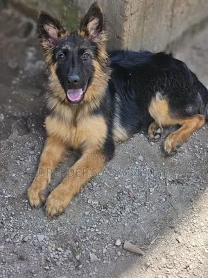 3-6 months Male Purebred German Shepherd