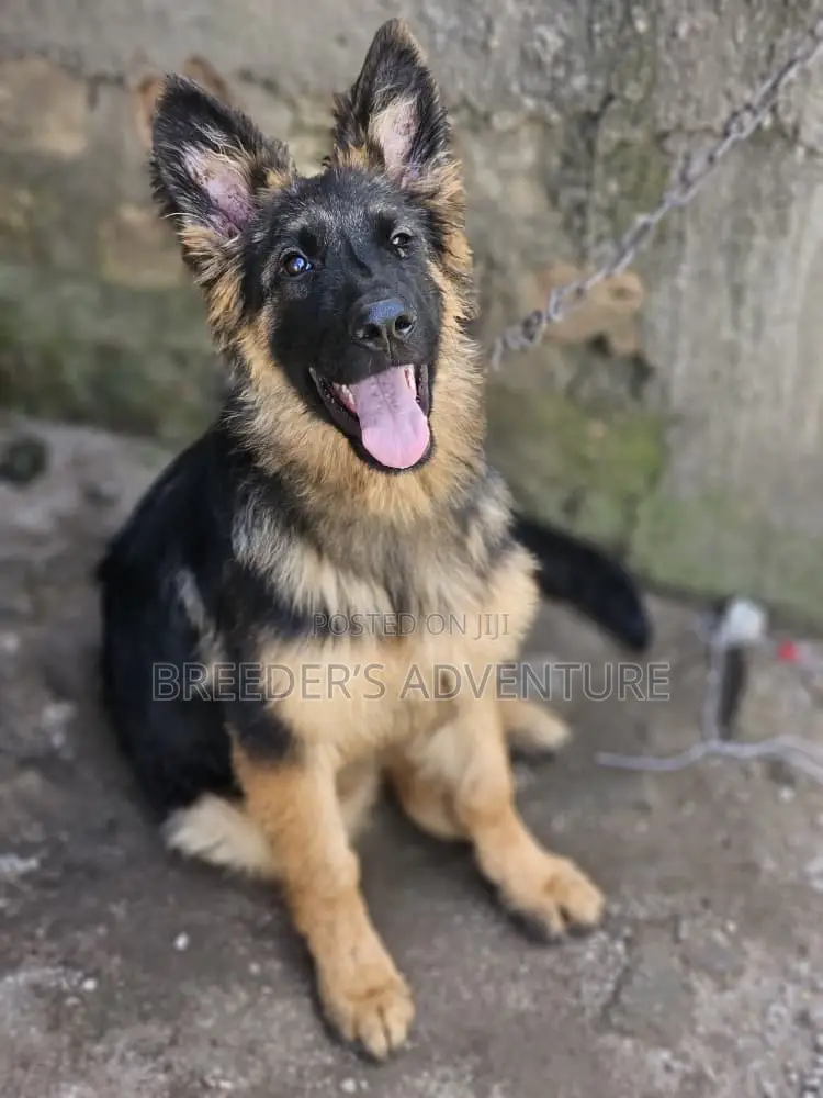3-6 months Male Purebred German Shepherd