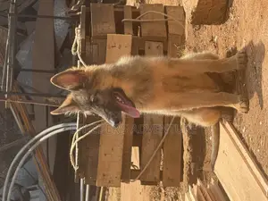3-6 months Male Purebred German Shepherd
