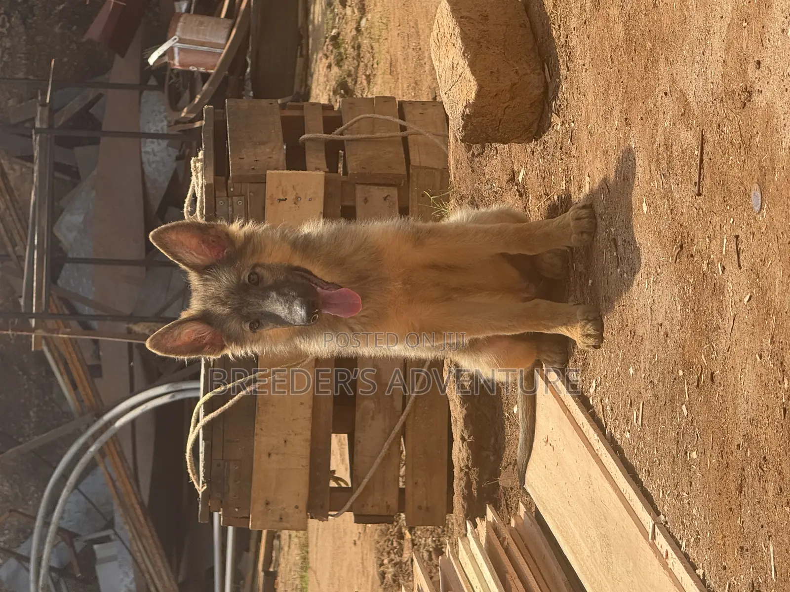 3-6 months Male Purebred German Shepherd