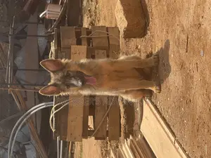 3-6 months Male Purebred German Shepherd