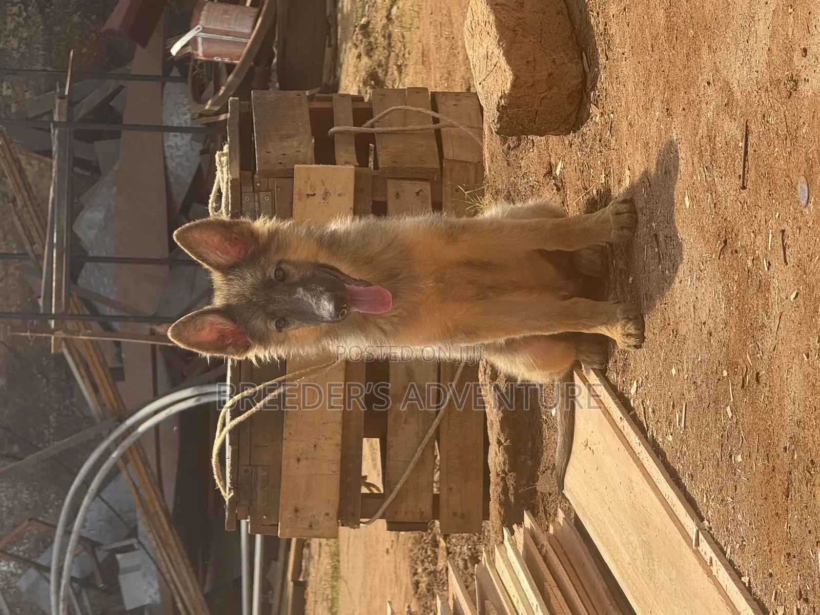 3-6 months Male Purebred German Shepherd