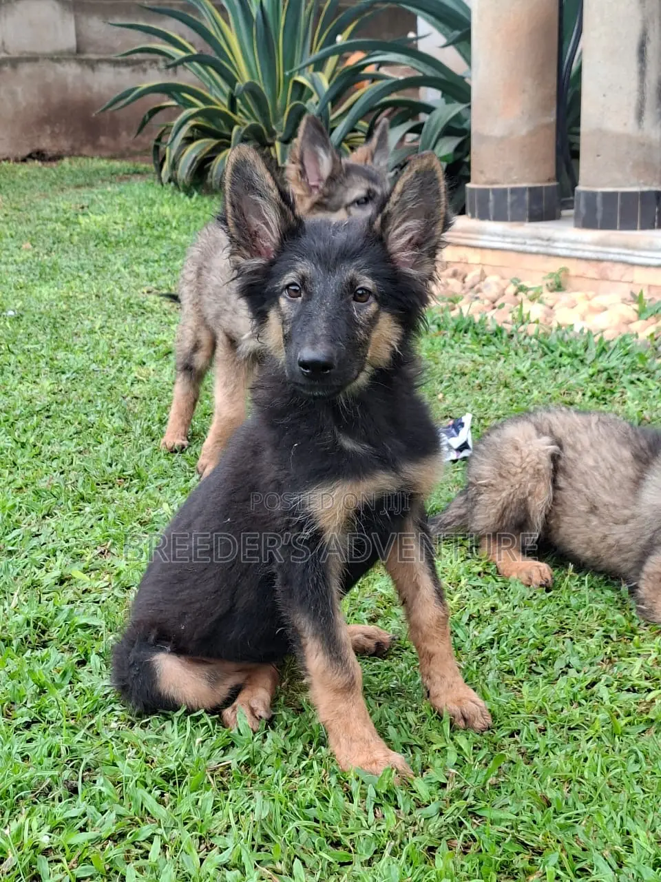 1-3 months Male Purebred German Shepherd