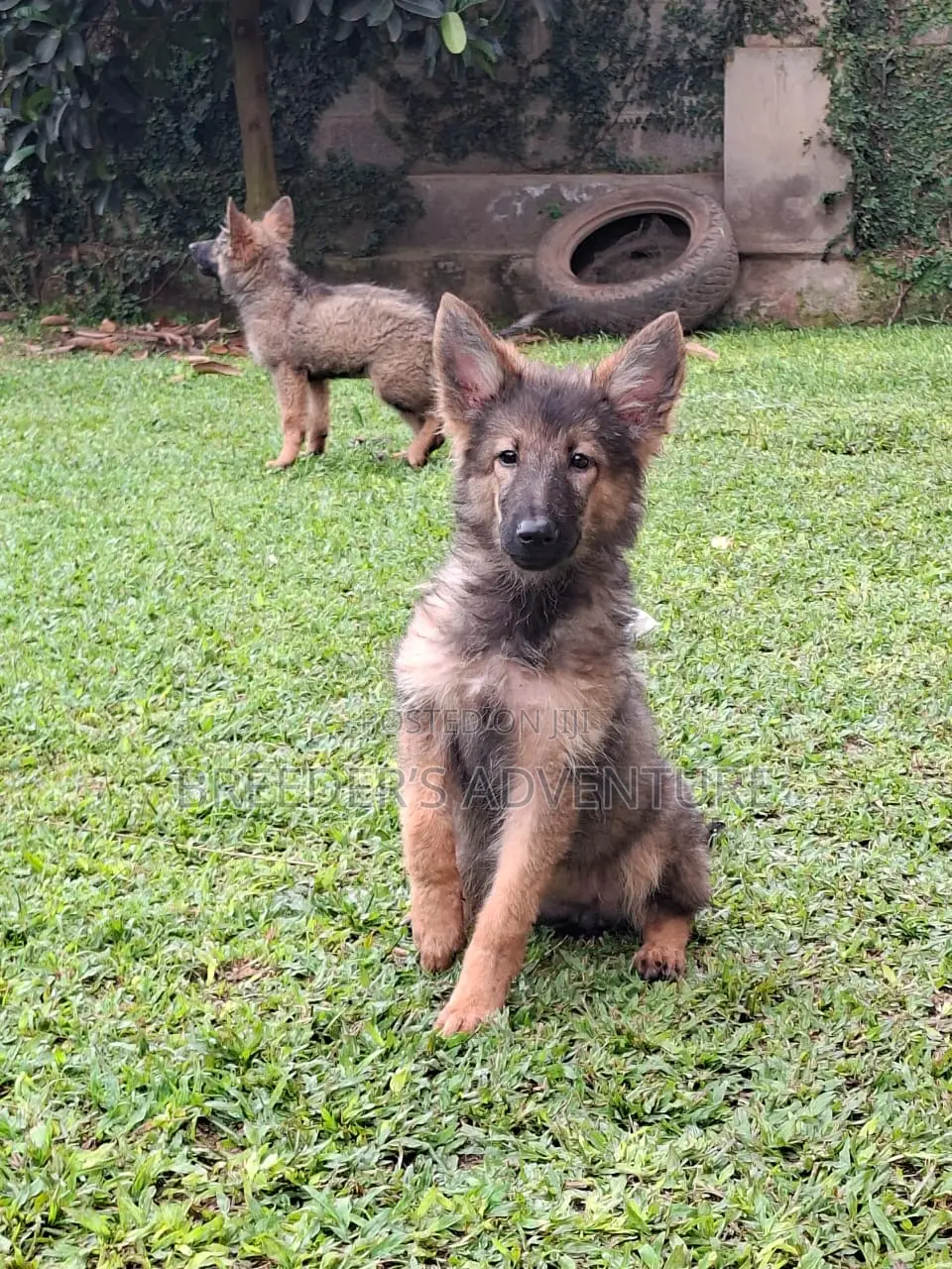1-3 months Male Purebred German Shepherd