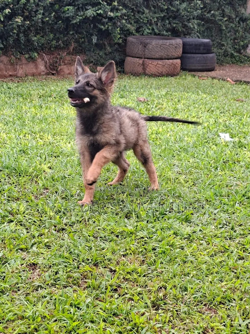 1-3 months Male Purebred German Shepherd