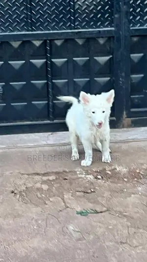 1-3 months Male Purebred White Shepherd