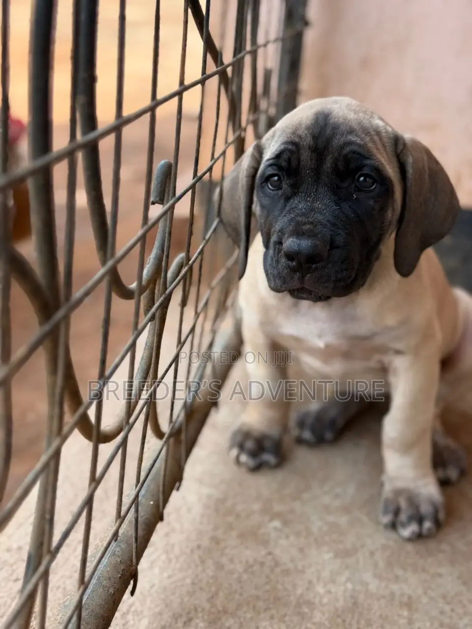 1-3 months Male Purebred Boerboel