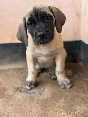 1-3 months Male Purebred Boerboel