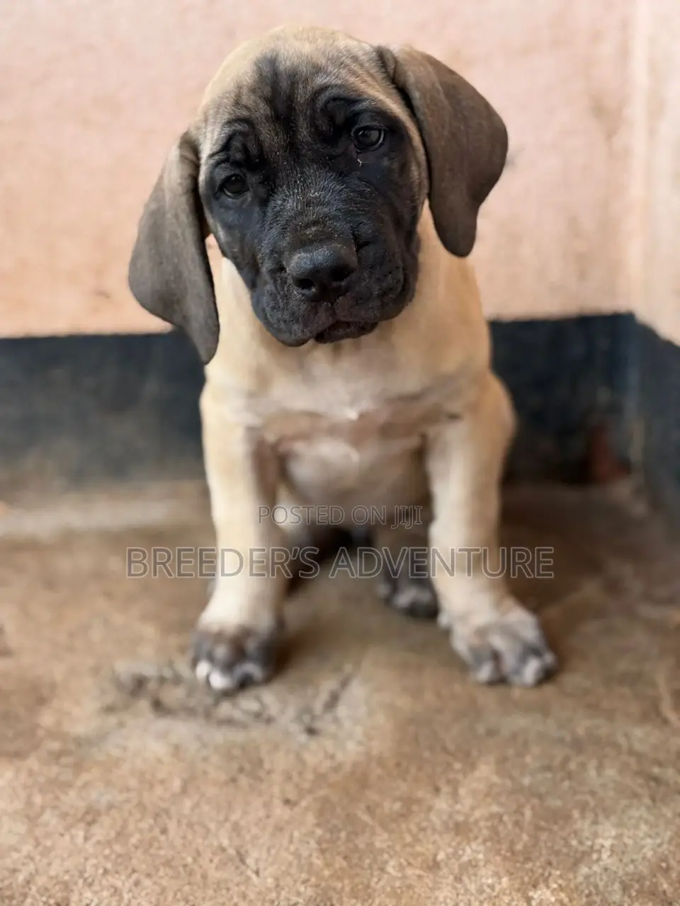 1-3 months Male Purebred Boerboel
