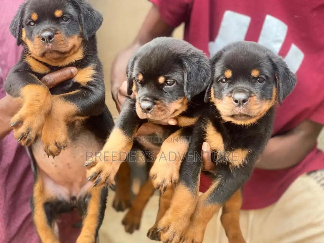 1-3 months Male Purebred Rottweiler