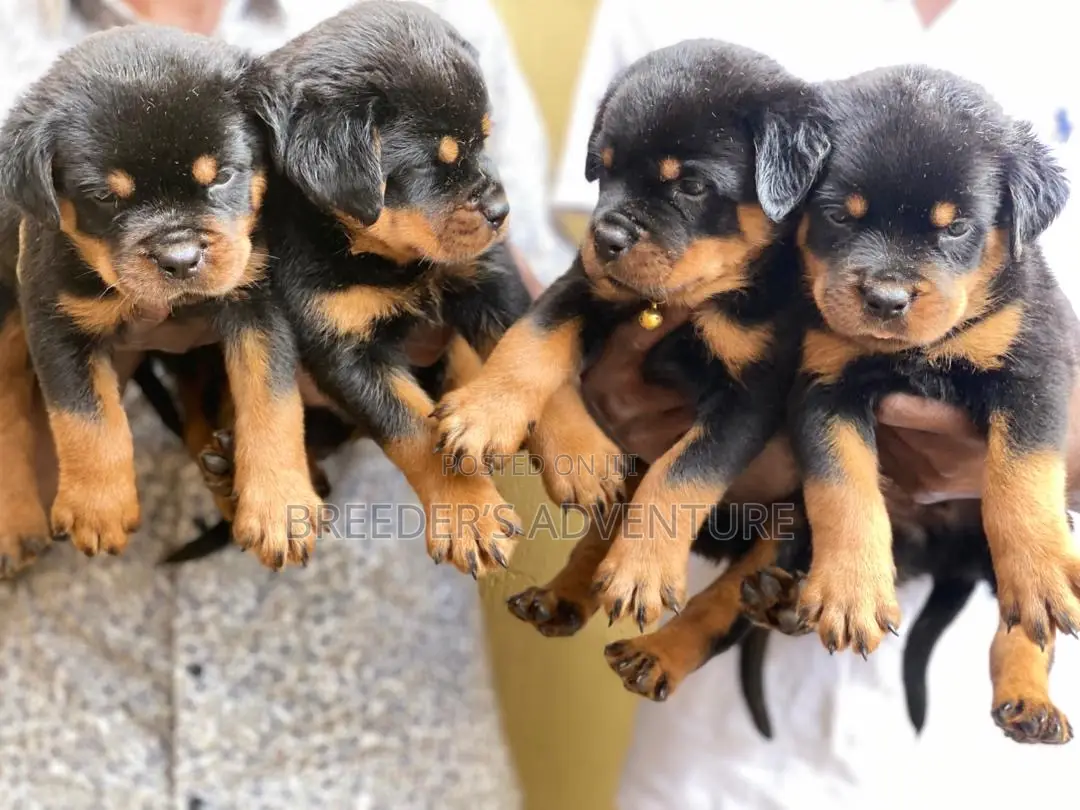 1-3 months Male Purebred Rottweiler