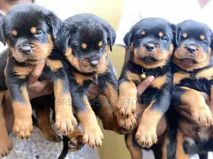 1-3 months Male Purebred Rottweiler
