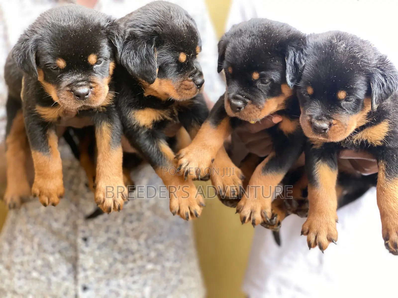 1-3 months Male Purebred Rottweiler