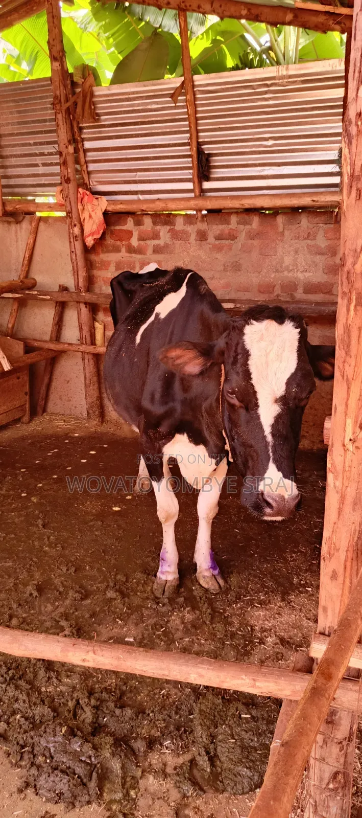 Dairy Cow For Sale