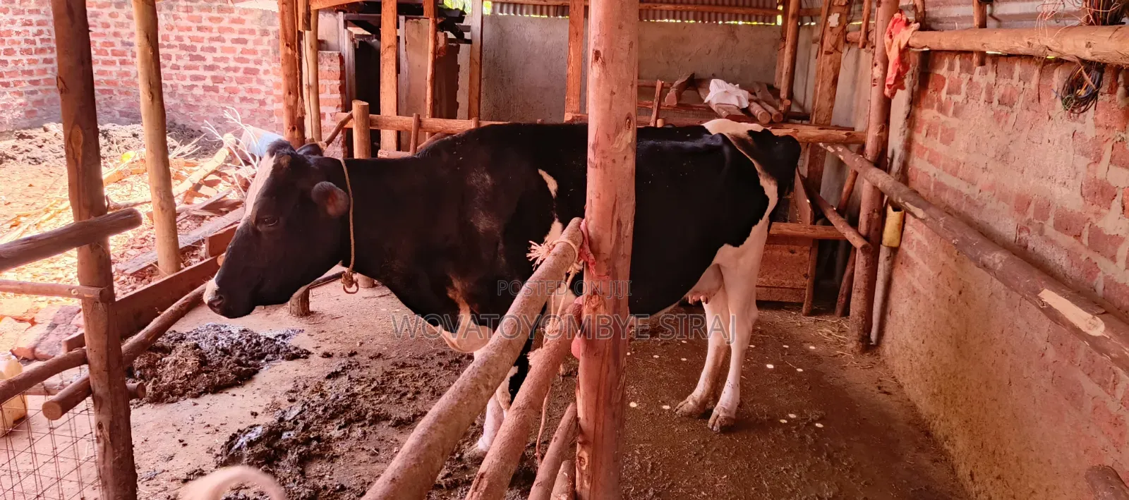 Dairy Cow For Sale
