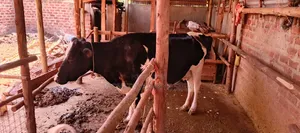 Dairy Cow For Sale
