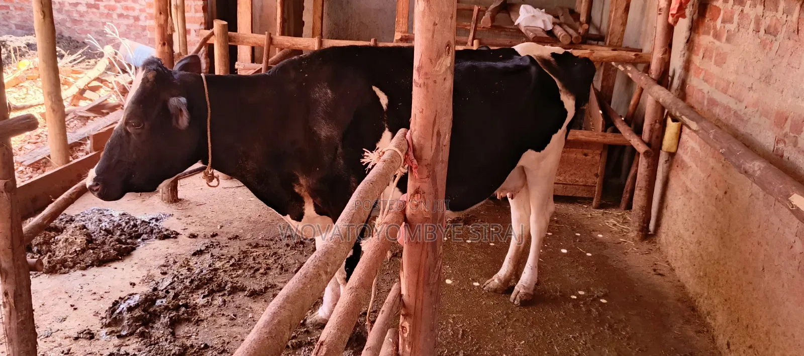 Dairy Cow For Sale