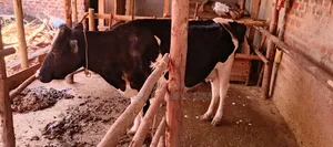 Dairy Cow For Sale