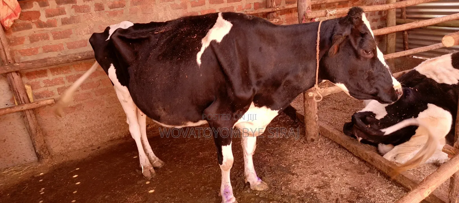 Dairy Cow For Sale