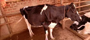 Dairy Cow For Sale