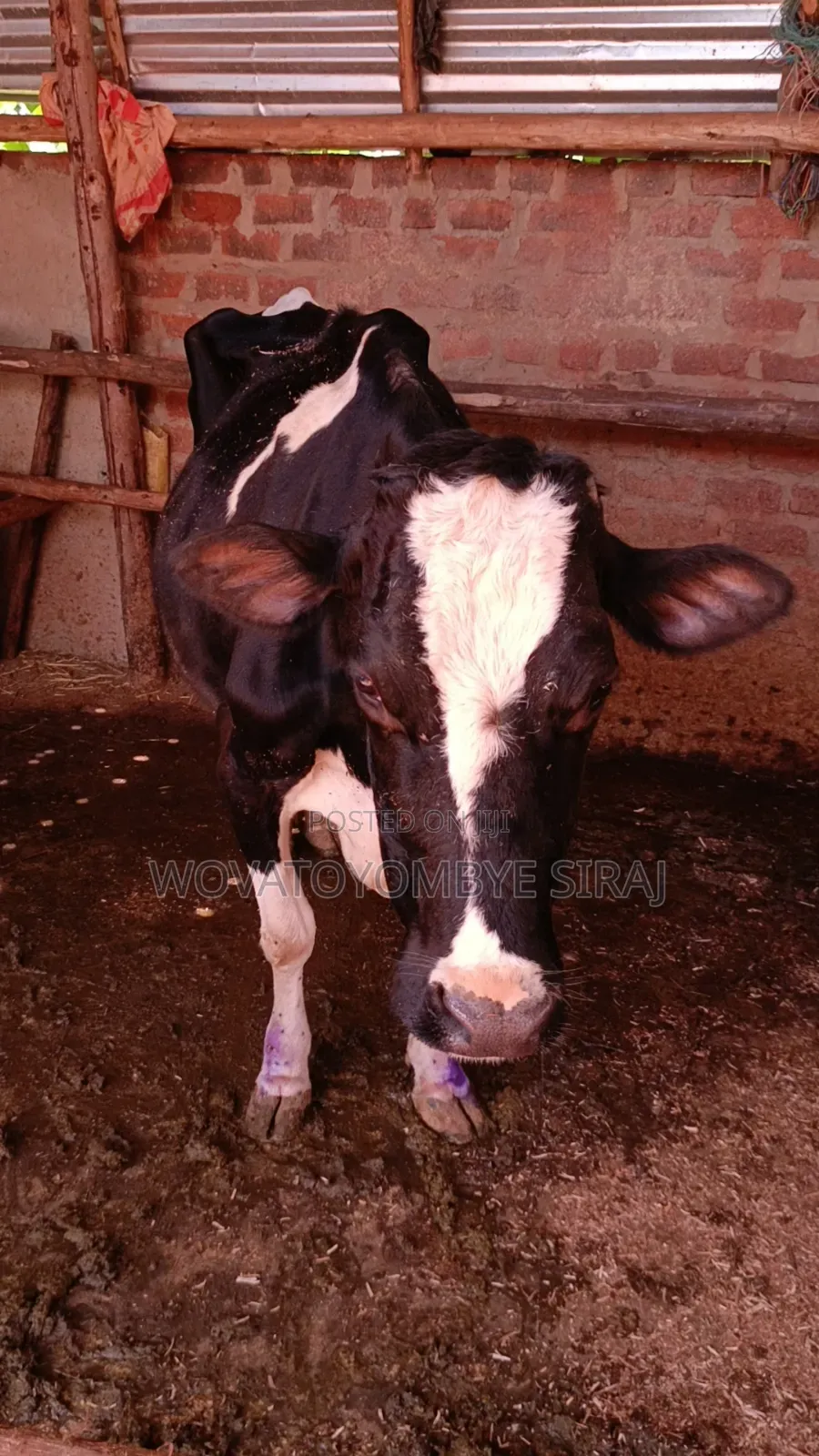 Dairy Cow For Sale