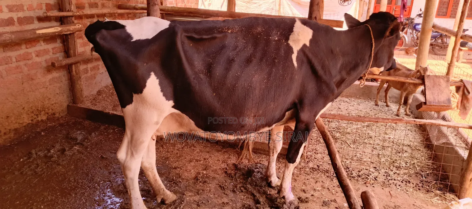 Dairy Cow For Sale