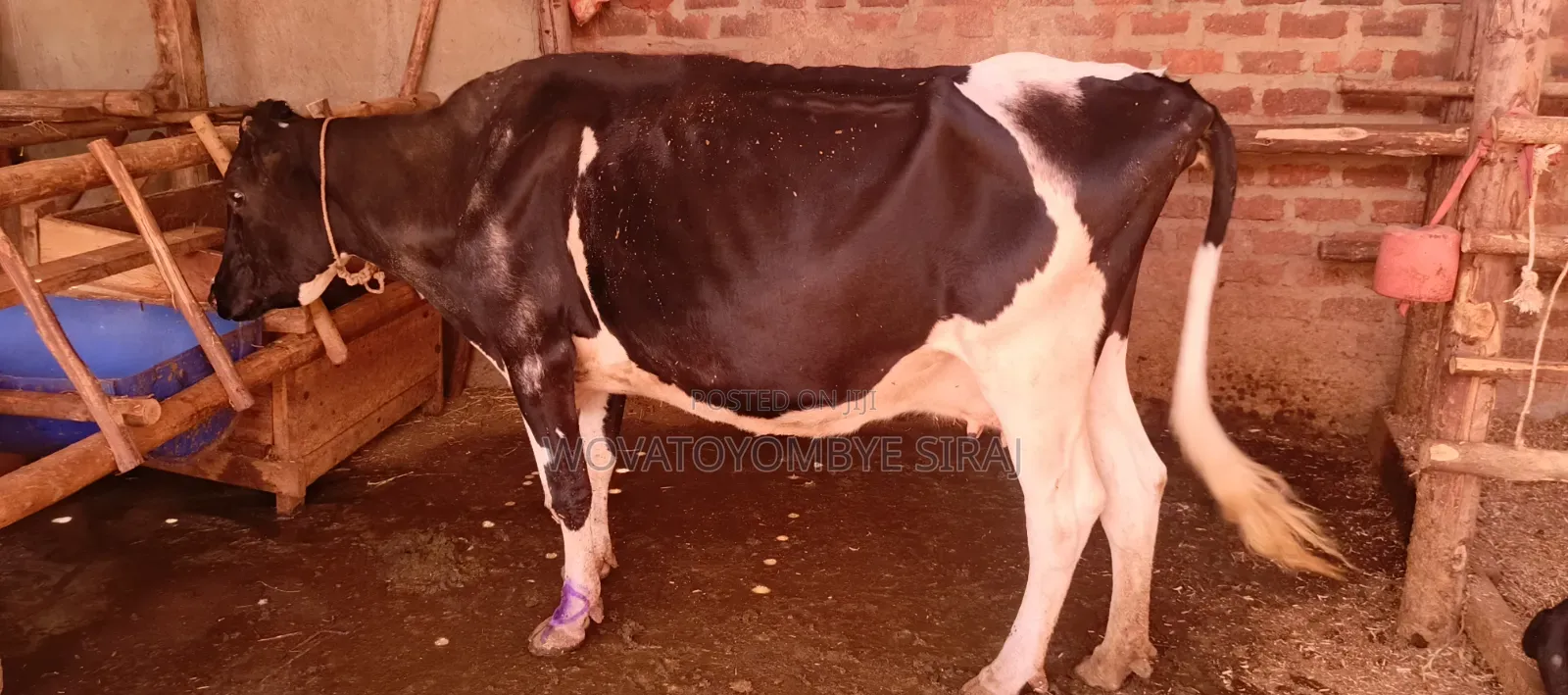 Dairy Cow For Sale