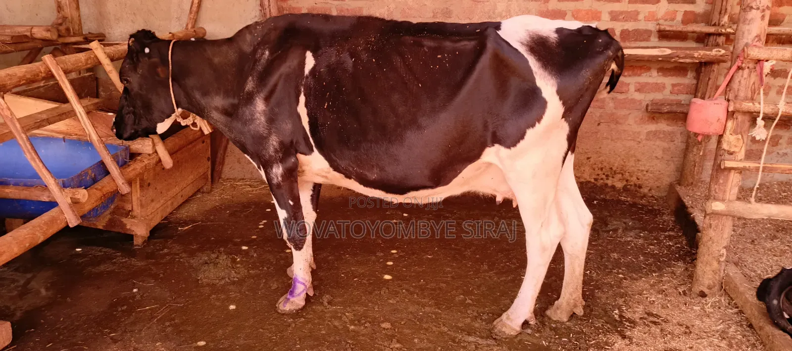 Dairy Cow For Sale