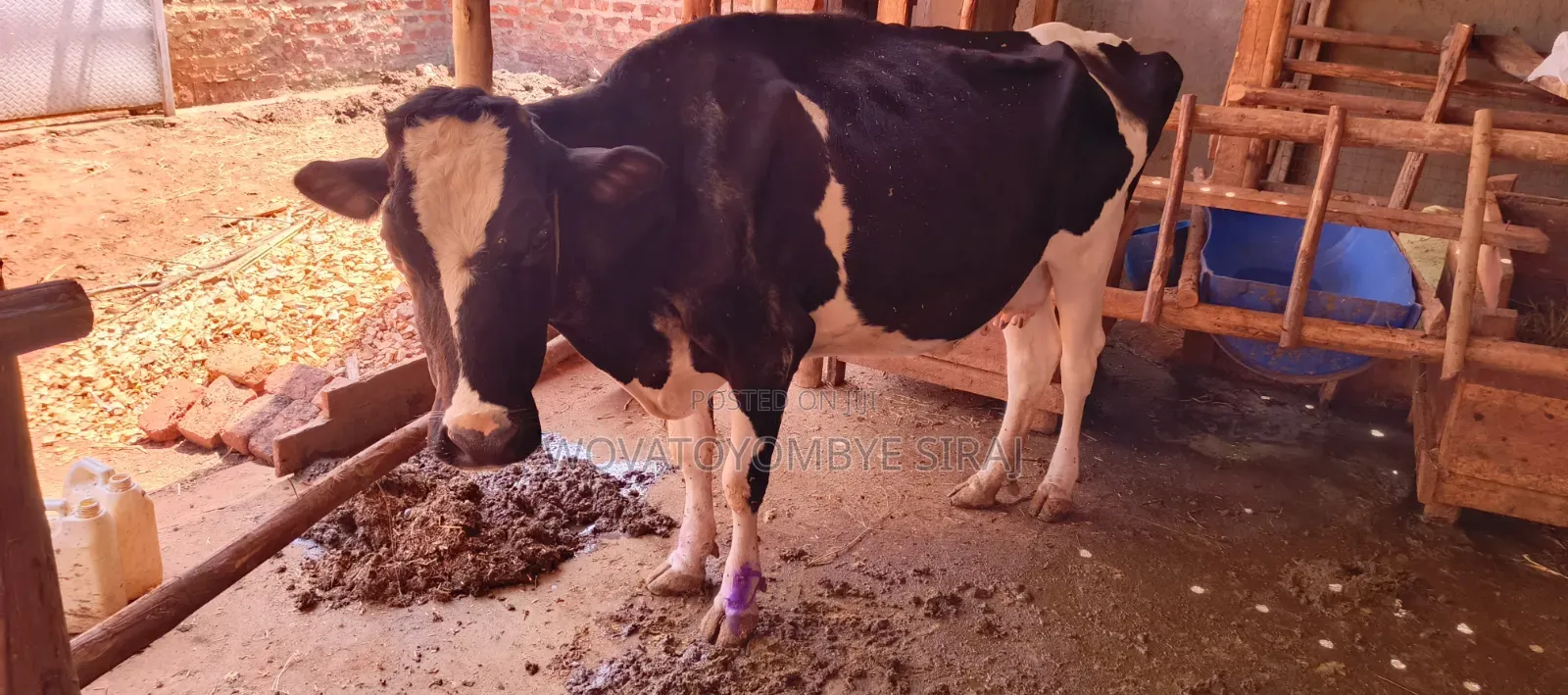 Dairy Cow For Sale