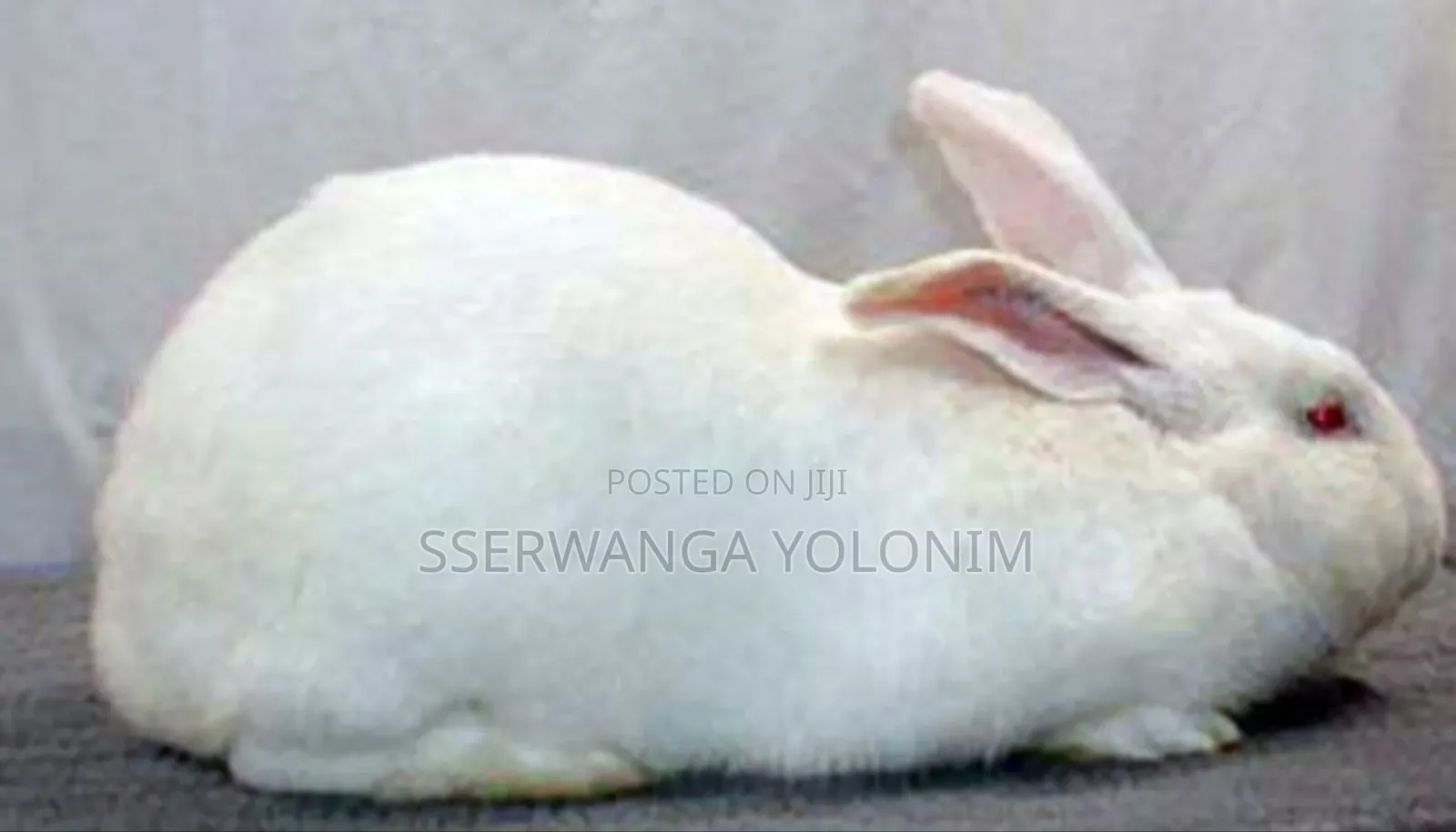 Rabbits for Sale