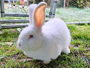 Rabbits for Sale