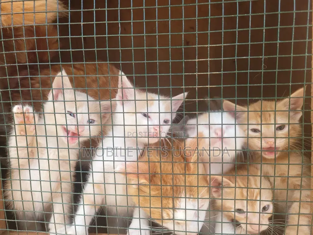 1-3 months Male Purebred Bombay